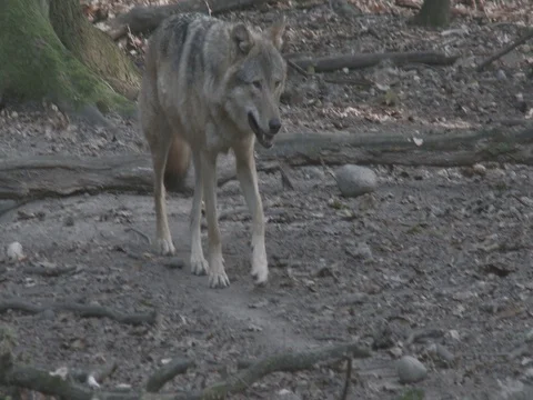Grey Wolf (Canis lupus) walking in the forest. Stock-Footage 70476524