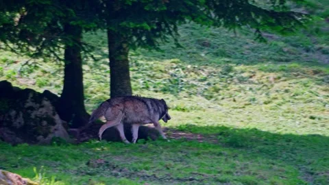 Grey Wolf (Canis lupus wolves) Video stock 248225747