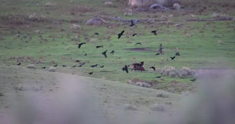 Grey wolf chases corvids from bison carcass while feeding Stock Footage 341527697
