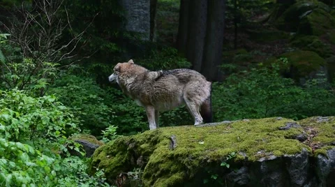Grey wolf climbing on rock to look for prey in forest Stock Footage
