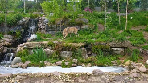 A Grey Wolf curiously walking through forest. Stock Footage 154359691