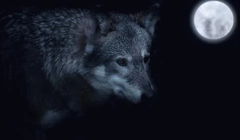 Grey wolf in the dark with a full moon in the background Stock Photos