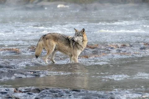 Grey Wolf Drinking from a Misty River Stock Photos