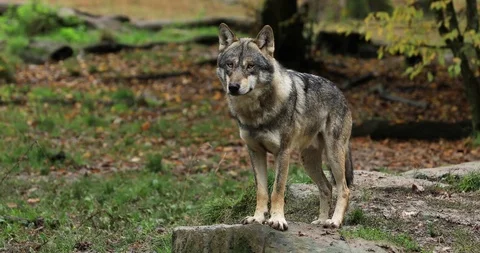 Grey wolf in the forest Stock Footage 119328275