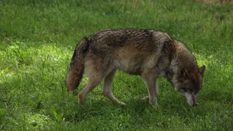 Grey wolf in a forest Video stock 335270989