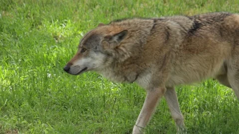 Grey wolf in a forest Video stock 335270994