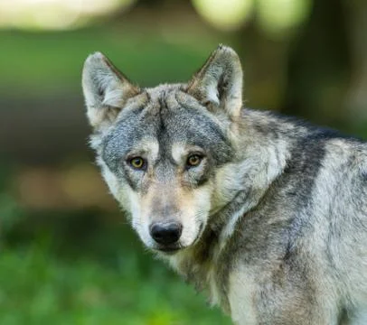 Grey Wolf in the forest Foto stock