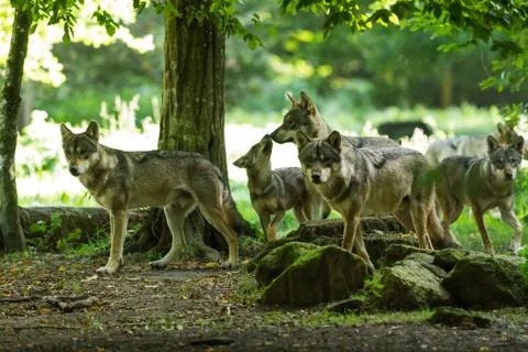 Grey Wolf in the forest Stock Photos