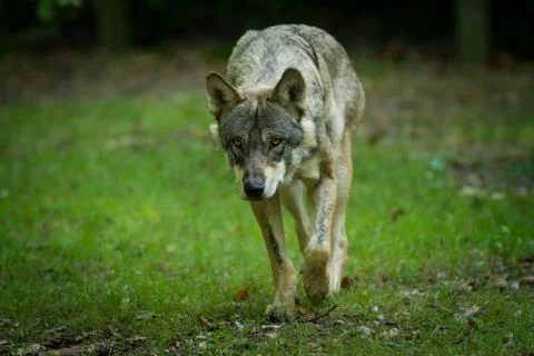 Grey Wolf in the forest Stock Photos