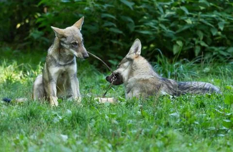 Grey Wolf in the forest Stock Photos