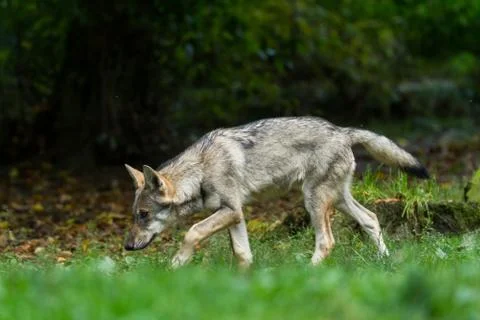 Grey Wolf in the forest Foto stock