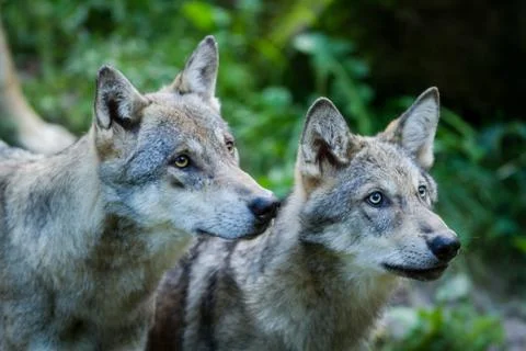 Grey Wolf in the forest Foto stock