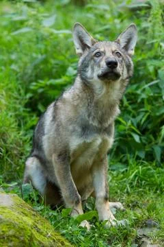 Grey Wolf in the forest Stock Photos