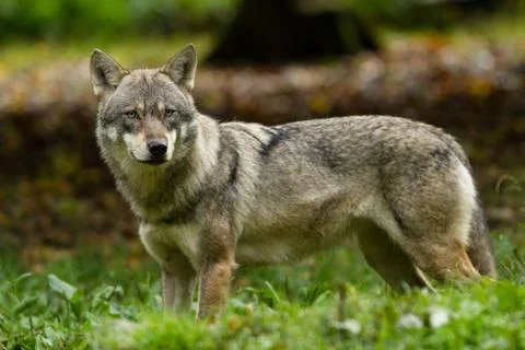 Grey Wolf in the forest Foto stock