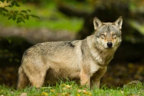 Grey Wolf in the forest Stock Photos