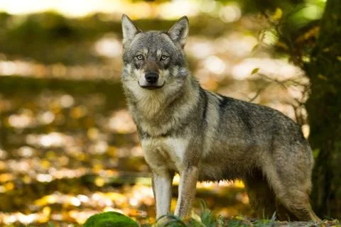 Grey Wolf in the forest Stock Photos