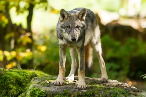 Grey Wolf in the forest Stock Photos