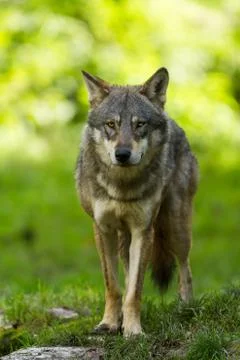 Grey Wolf in the forest Stock Photos