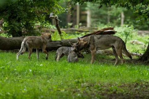 Grey Wolf in the forest Stock Photos