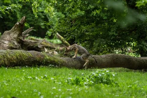 Grey Wolf in the forest Foto stock