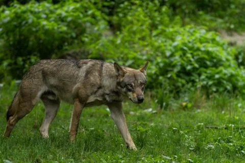 Grey Wolf in the forest Stock Photos