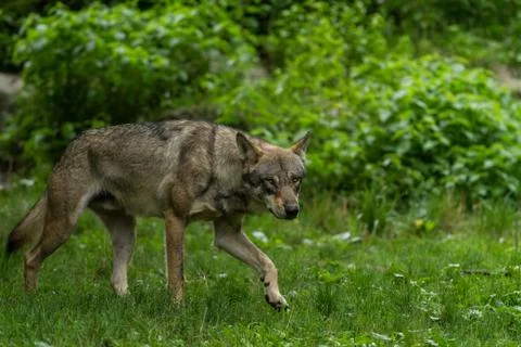 Grey Wolf in the forest Stock Photos