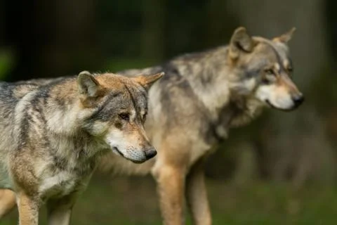 Grey Wolf in the forest Stock Photos