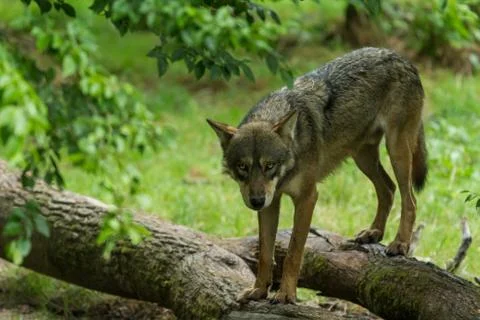 Grey Wolf in the forest Foto stock