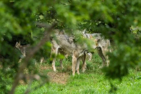 Grey Wolf in the forest Stock Photos