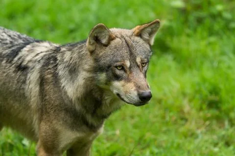Grey Wolf in the forest Stock Photos