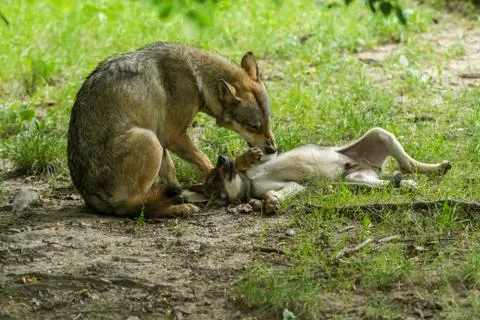 Grey Wolf in the forest Stock Photos