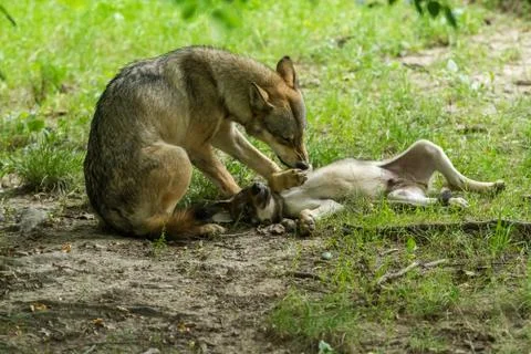 Grey Wolf in the forest Stock Photos