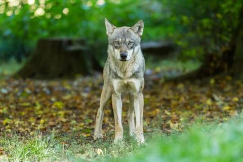 Grey wolf in the forest Stock Photos