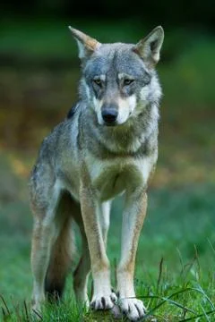 Grey wolf in the forest Stock Photos