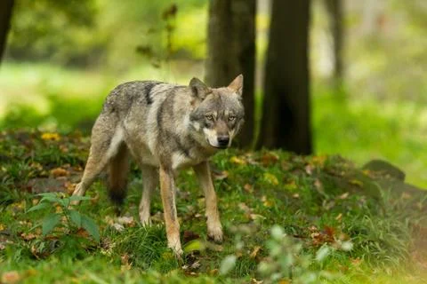 Grey wolf in the forest Stock Photos