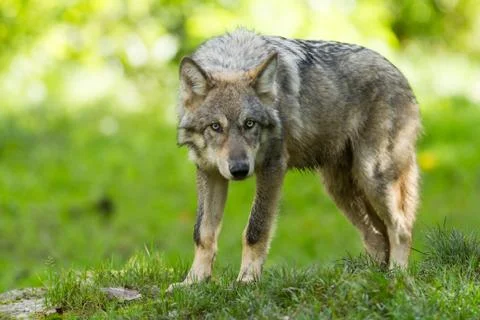 Grey wolf in the forest Stock Photos