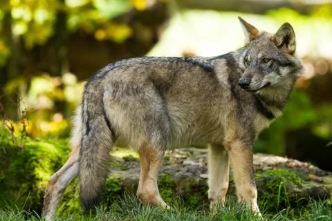 Grey wolf in the forest Stock Photos