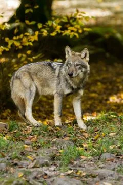 Grey wolf in the forest Stock Photos