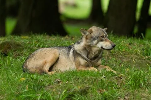 Grey wolf in the forest Stock Photos