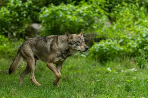 Grey wolf in the forest Stock Photos