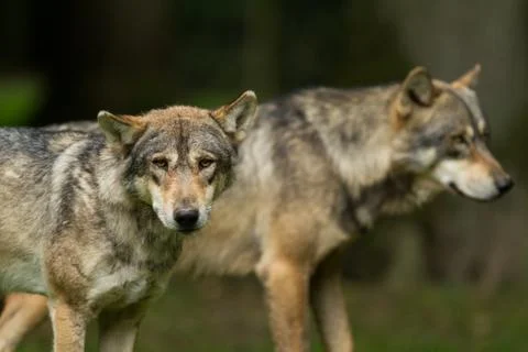 Grey wolf in the forest Stock Photos