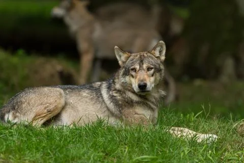 Grey wolf in the forest Stock Photos