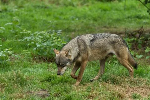 Grey wolf in the forest Stock Photos