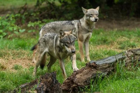 Grey wolf in the forest Stock Photos
