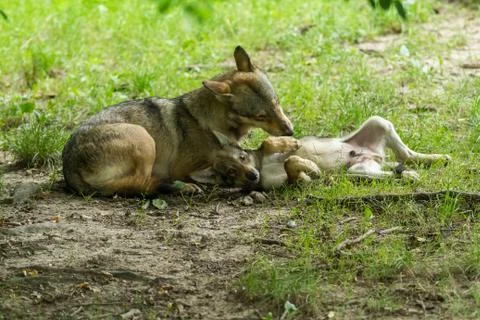 Grey wolf in the forest Stock Photos