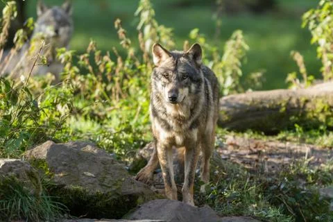 Grey wolf in the forest Foto stock