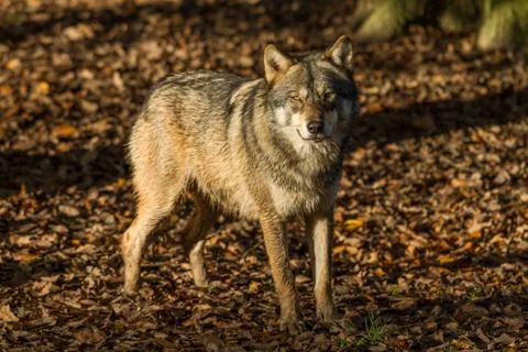 Grey wolf in the forest Stock Photos
