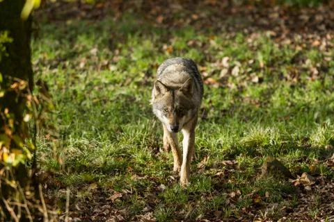 Grey wolf in the forest Stock Photos