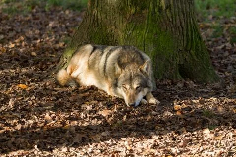 Grey wolf in the forest Stock Photos
