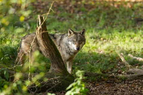 Grey wolf in the forest Stock Photos